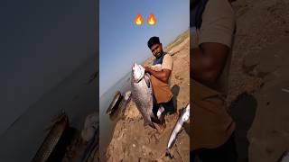 RECORD SIZE 🐠🐠🐠50KG trendingshorts fishing bigcatlafish viralvideo [upl. by Roddy466]