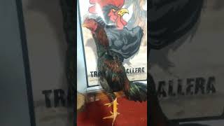 GALLOS ARGENTINA CONSANGUINIDAD ENTRE HERMANOS SIRVE O NO [upl. by Elac772]