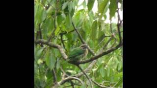 Slideshow White Cheeked Barbet  Periyar  Kerala  Apr09 [upl. by Nylidnarb]