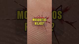 ¿Qué son estos MOSQUITOS ROJOS 🦟🩸🧬 [upl. by Bentlee]