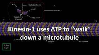 Kinesin 1 uses ATP to walk down a microtubule [upl. by Hessler]