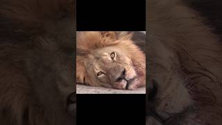 Slandering Cecil the Lion animals wildlife funny funnyshorts shorts funnyvideo lion cats [upl. by Oirasor]