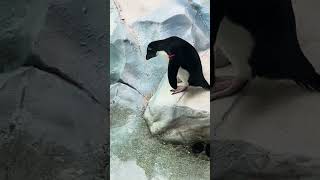 Rockhopper Penguin Surveys the Water Decides to Go In [upl. by Bultman582]