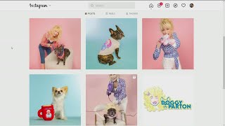 Dolly Parton launches pet apparel line [upl. by Epuladaug934]