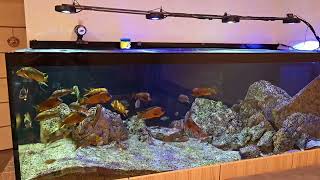 tanganyika lake cichlids fish tank [upl. by Morentz]