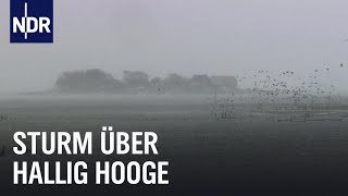 Land unter auf Hallig Hooge  die nordstory  NDR Doku [upl. by Marcille]