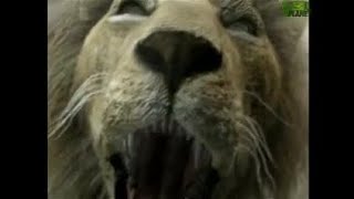 Animal Face Off Lion vs Tiger RESOUND [upl. by Wemolohtrab]