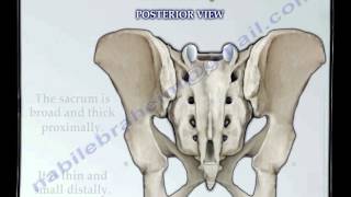 Sacrum amp Coccyx anatomy  Everything You Need To Know  Dr Nabil Ebraheim [upl. by Murry]