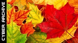 15 Interesting Facts About Autumn [upl. by Mahan273]