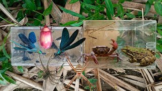 hunt damselfly and water insects spider bug water stick insect crab frog [upl. by Chura558]