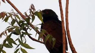 Birds Calls amp Sounds  Greater Coucal [upl. by Pollack]