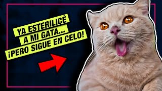 Mi gata está ESTERILIZADA pero aún entra en CELO 🙀 LA GATERÍA TV [upl. by Follansbee934]