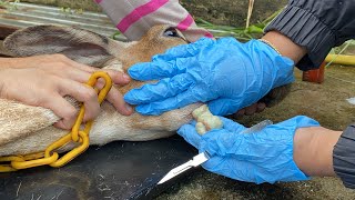 Caseous Lymphadenitis CLA treatment for Sheep  Goat [upl. by Ahtnahc]