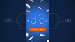 What is Urolithin A in simple words shorts healthnews [upl. by Adnov612]