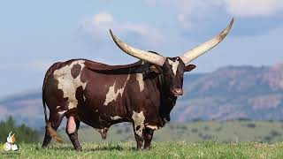 Ankole Stud Bull [upl. by Romeu]