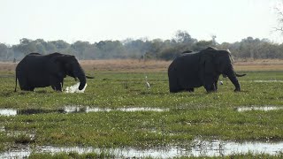 Safari im OkavangoDeltaNationalpark  Travel Vlog [upl. by Liek302]