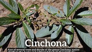 What is Cinchona  How Does Cinchona Look  How to Say Cinchona in English [upl. by Pironi]