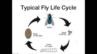 Lecture 26 Myiasis [upl. by Primaveras]