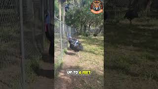 The Cassowary Earth’s Most Dangerous Bird Explained shorts [upl. by Wollis340]