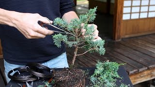 How to create a Bonsai tree DIY [upl. by Haek166]