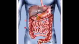 Живая еда и роль желудочнокишечных органов [upl. by Lothaire]