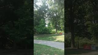 View of trees and grass on a sunny day Prospect Park Brooklyn New York USA [upl. by Dexter703]