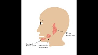 Major Salivary Glands  Their locations Duct names Point of entry Types of secretion and cytology [upl. by Nemlaz]