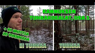 Riukutaimikoista kunnon mettäksi  Kannuksen tuhkakokeet video 13 [upl. by Bentlee]