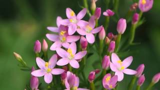 Centaurium erythraea 1mp4 [upl. by Vange]