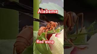 Red wasp 🦞 nature hiking insects wasp bugs [upl. by Loux]