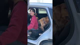 Wherever they go they bring four big dogs back to the countryside Golden Retrievers Traveling wi [upl. by Genny]