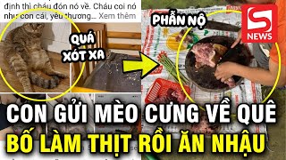 Rúng động vụ bố thịt mèo con gái nuôi 3 năm đem chia cho hàng xóm ăn [upl. by Akemor]