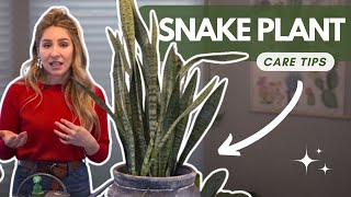 11 Snake Plant Care Tips  What You Need to Know to Grow Sansevieria [upl. by Airetnohs]