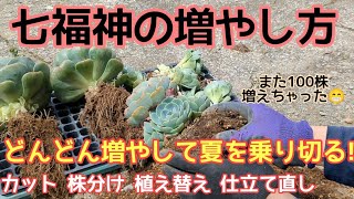 『七福神』どんどん増やして夏を乗りきる七福神の増やし方。カット、株分け、植え替え、仕立て直しガーデニング 多肉植物 増やし方 [upl. by Sinnaiy]