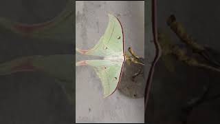 Actias ningpoana the Chinese moon moth is a species of moth in the family Saturniidae [upl. by Louise446]