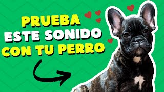 ✨ 5 Sonidos que Hacen que tu Perro Mueva la Cabeza ¡No Te Lo Vas a Creer 😲🎶 [upl. by Lleznod]