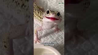 Leopard Gecko  Cutest Reptile Ever [upl. by Shiverick]