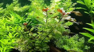 Ludwigia SP mini Red cuidados [upl. by Emina]