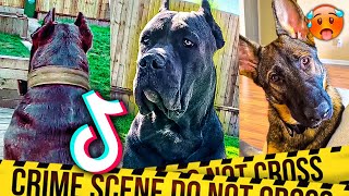 Guard Dog TikTok Compilation 🥵 [upl. by Rolanda]