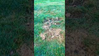 Lawn Fungus Creeping Bentgrass Renovation bentgrass lawnfungus lawncare [upl. by Norene731]