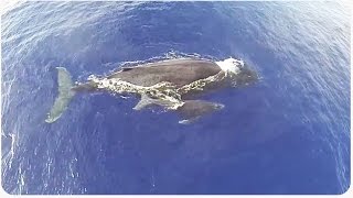 Drone Whale Watching of Humpback Whale Momma and Calf [upl. by Luce]