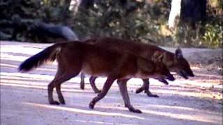 Wild Dog or Dhole Cuon alpinus Chassing Deer by Shirishkumar Patilmpg [upl. by Corie]