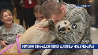 REAKSI ANJING PETARUNG KETEMU TUANNYA SETELAH BERPISAH 1 TAHUN [upl. by Ytsirt]