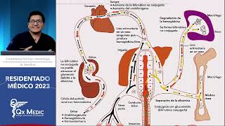 Hematología  5 Anemias Hemolíticas [upl. by Irat148]