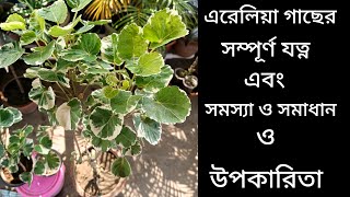 Aralia Plant Care amp Benefitsএরেলিয়া গাছের যত্নসমস্যা ও সমাধান ও উপকারিতা aralia garden [upl. by Laenahtan971]