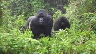 Gorillas in Rwanda charging [upl. by Ikilisav]