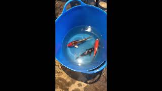 How fast do koi actually grow [upl. by Eisiam]