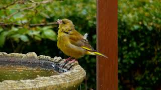 Greenfinch having a drink [upl. by Melar]