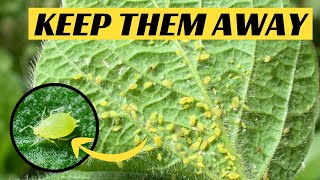 How to Get Rid of Aphids and Protect Plants from Infestation [upl. by Eilrebma]