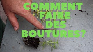 Le bouturage et rempotage de la verveine citronnelle [upl. by Enyad]